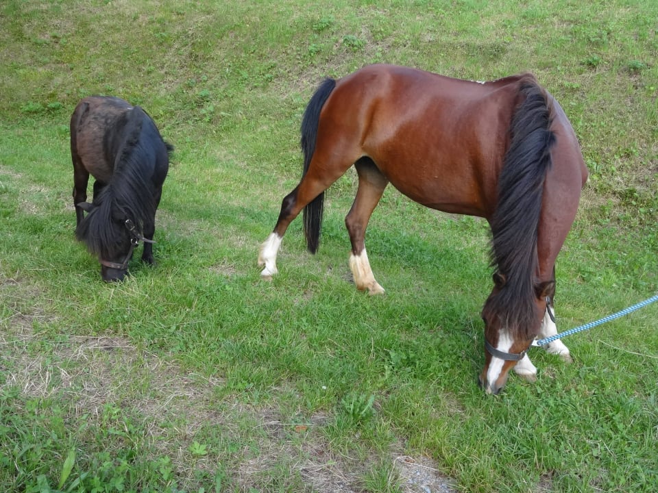 Ponys Hotel Panoramahof Eggele