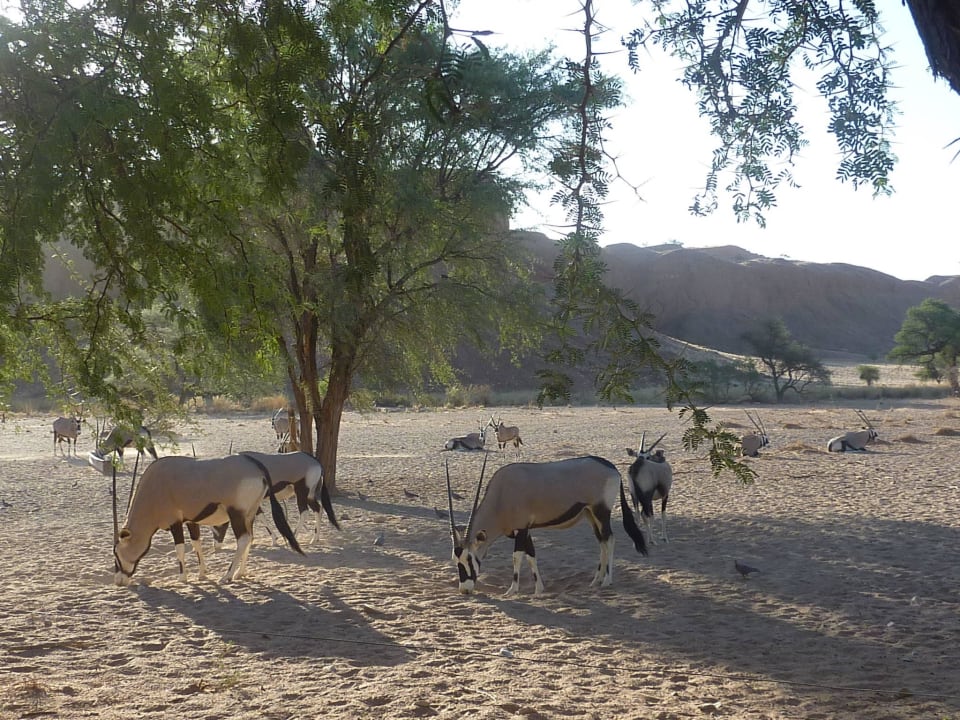 Oryx om Tiergatter Namib Desert Lodge