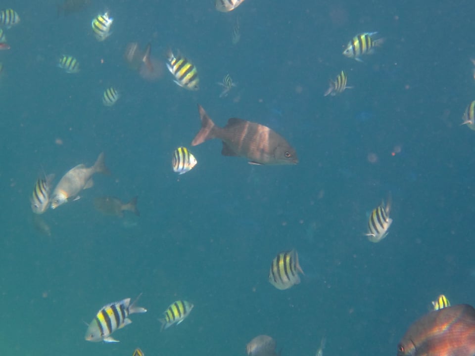 Fische Kuramathi Maldives