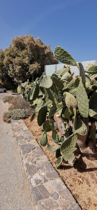 Gartenanlage Civitel Creta Beach
