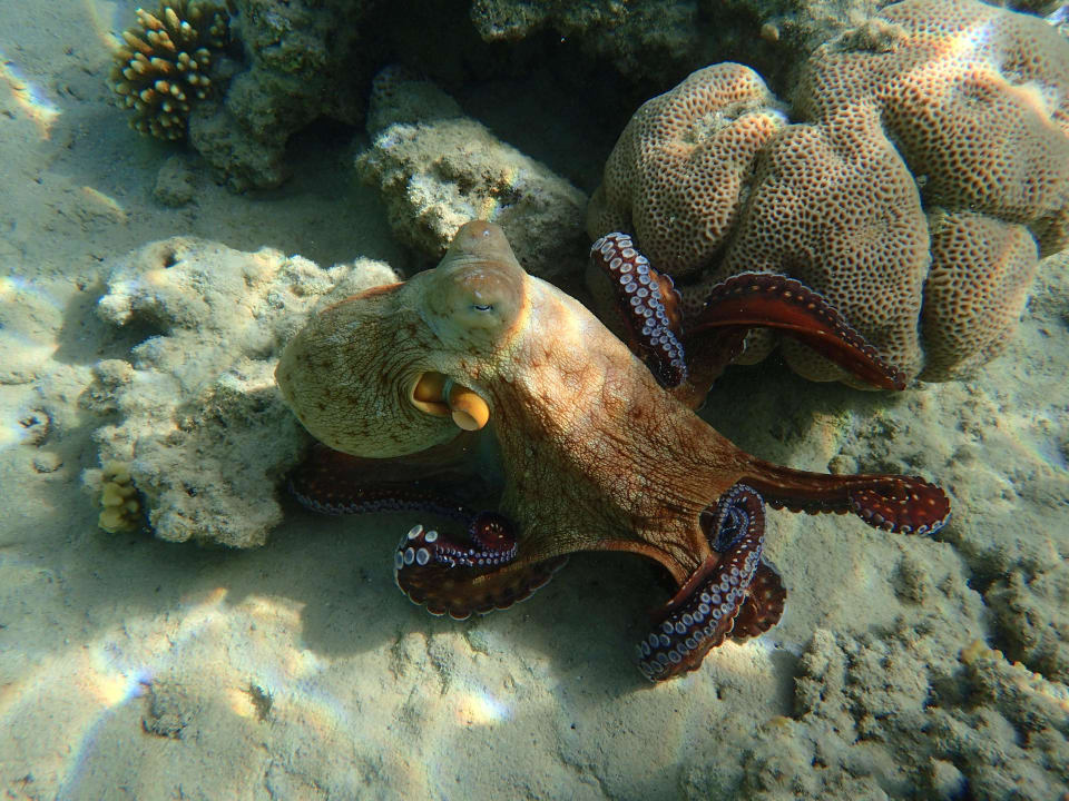 Octopus Makadi Palace