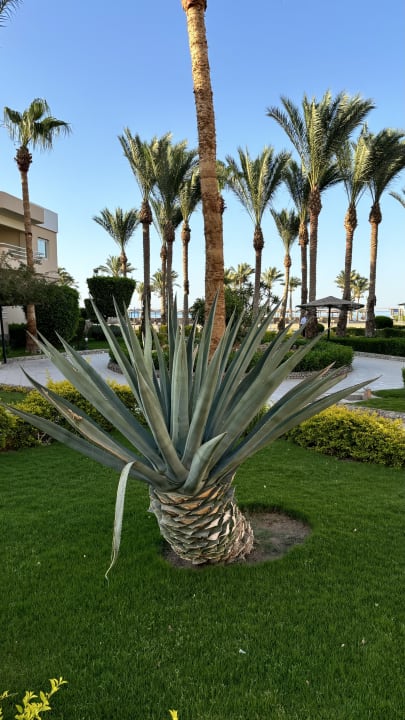 Gartenanlage Golden Beach Resort