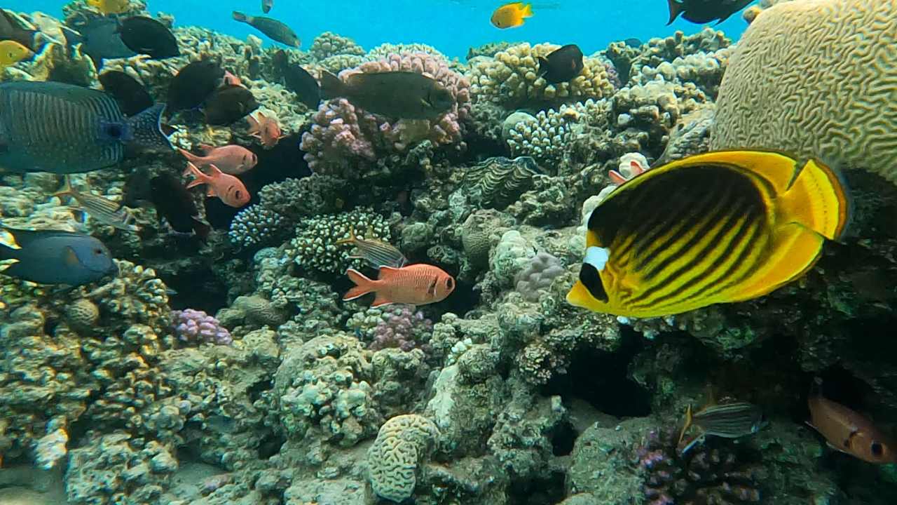 Strand Fort Arabesque Resort, Spa & Villas