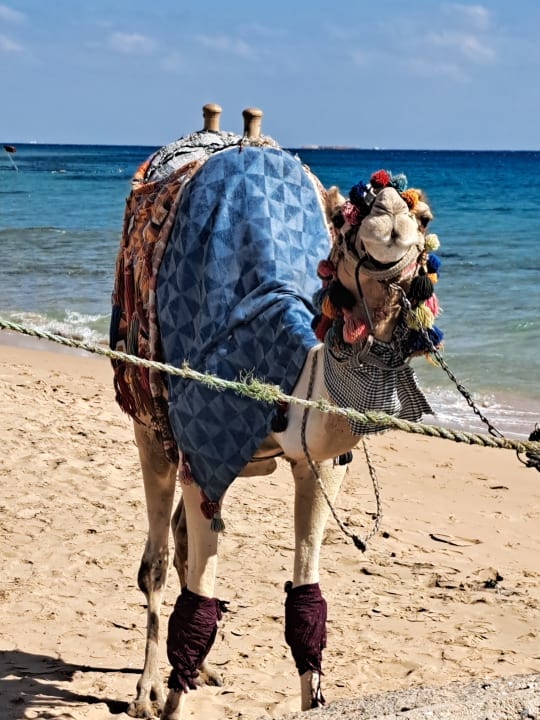 Strand Imperial Shams Abu Soma