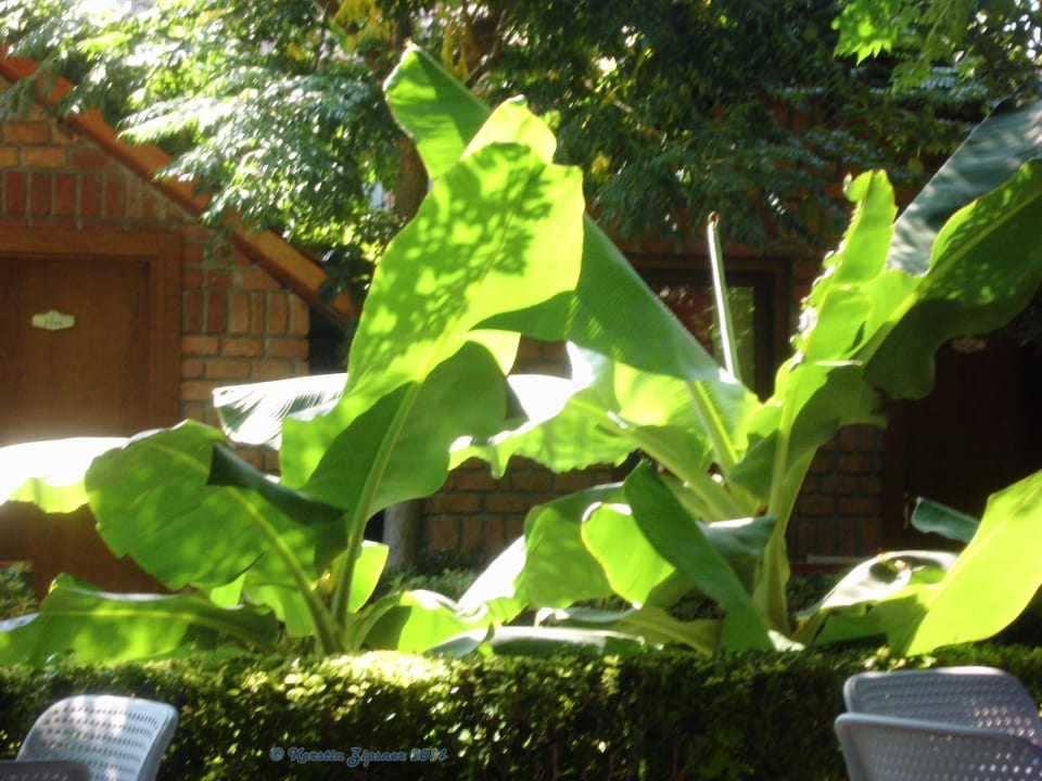 Palmen Can Garden Beach