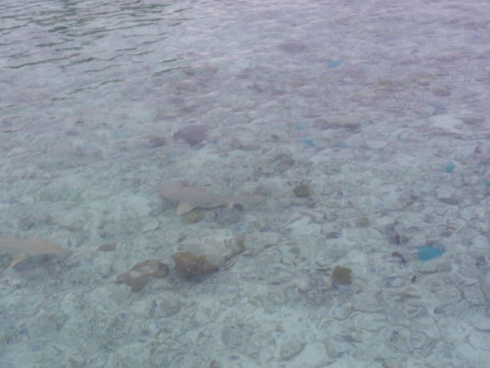 Jede Menge bunte Fische Kuramathi Maldives