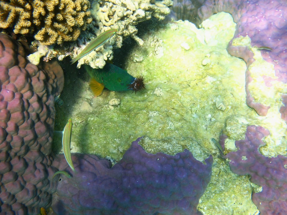 46 Stella Beach Resort & Spa Makadi Bay