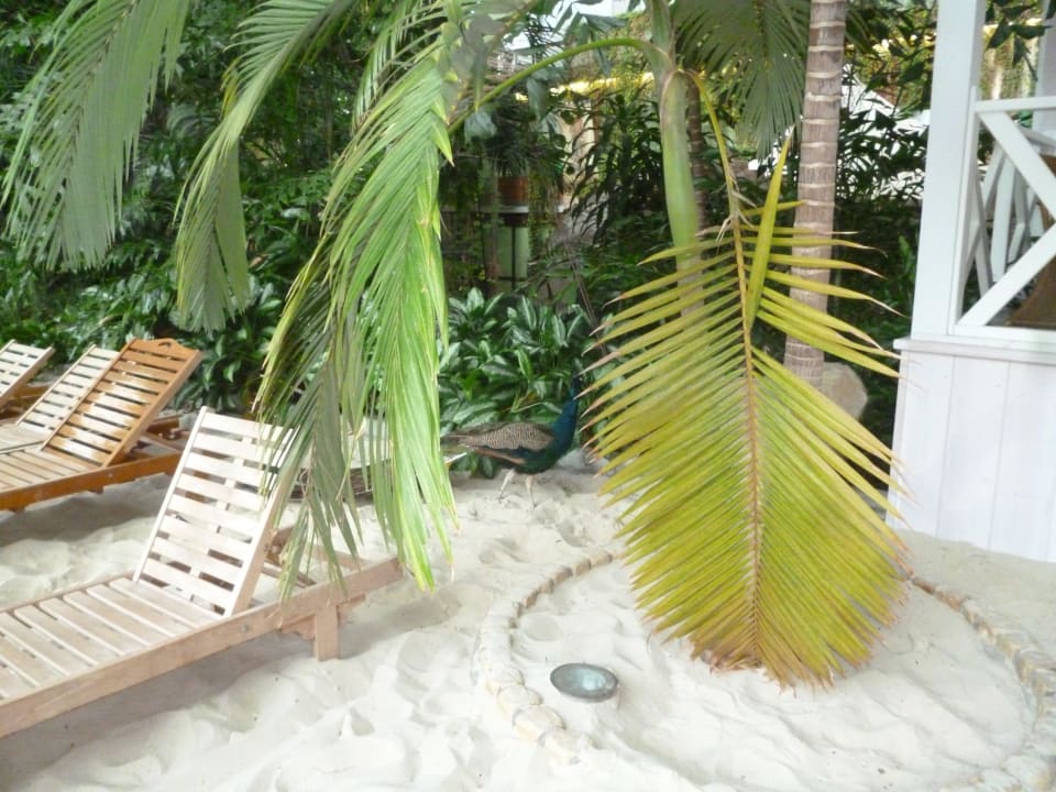 Pfau am Strand Tropical Islands Resort - Lodges