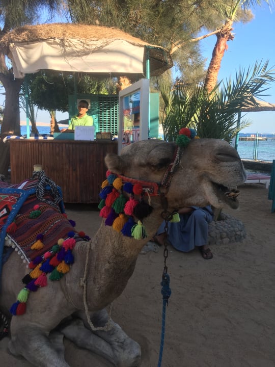 Sonstiges Bella Vista Resort Hurghada