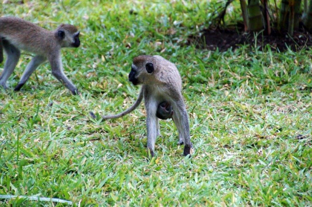 Auf Diebeszug Hotel Papillon Lagoon Reef