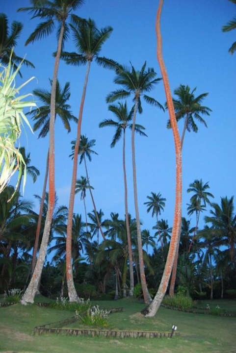 На территории отеля. Warwick Fiji Hotel