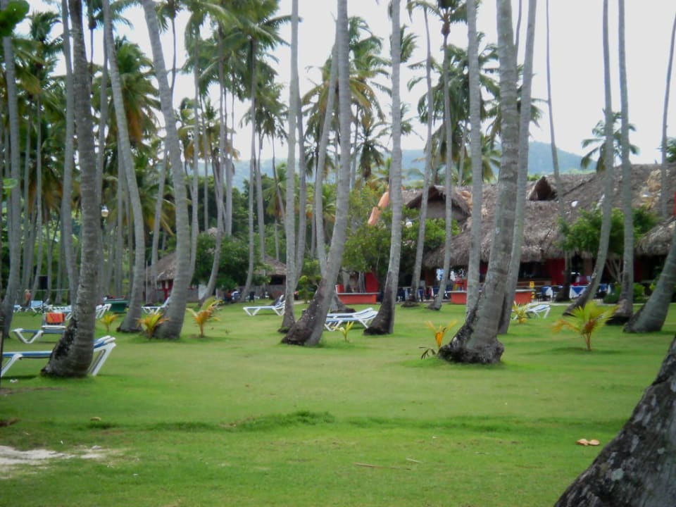 Schöne Liegewiesen am Strand! Wyndham Alltra Samana