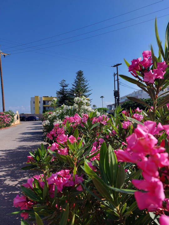 Gartenanlage allsun Hotel Carolina Mare