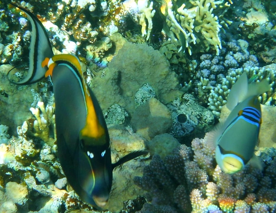 Strand Serenity Alpha Beach