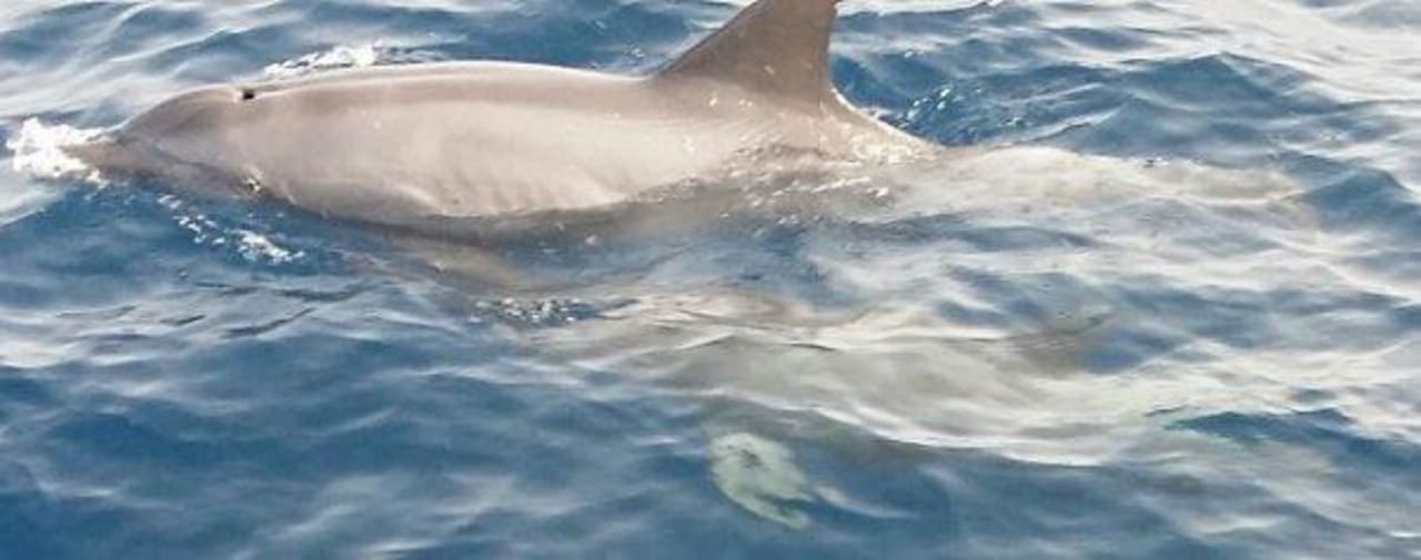 Boat trip dolphins  SUNRISE Holidays Resort (Adults Only)