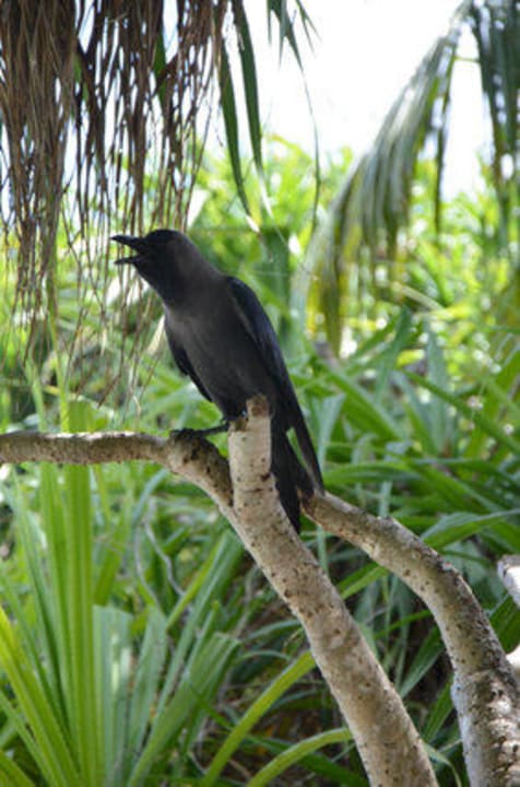 Diebische Raben Adaaran Select Meedhupparu Island Resort - Premium All Inclusive