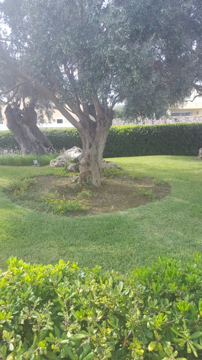 Gartenanlage Zafiro Menorca
