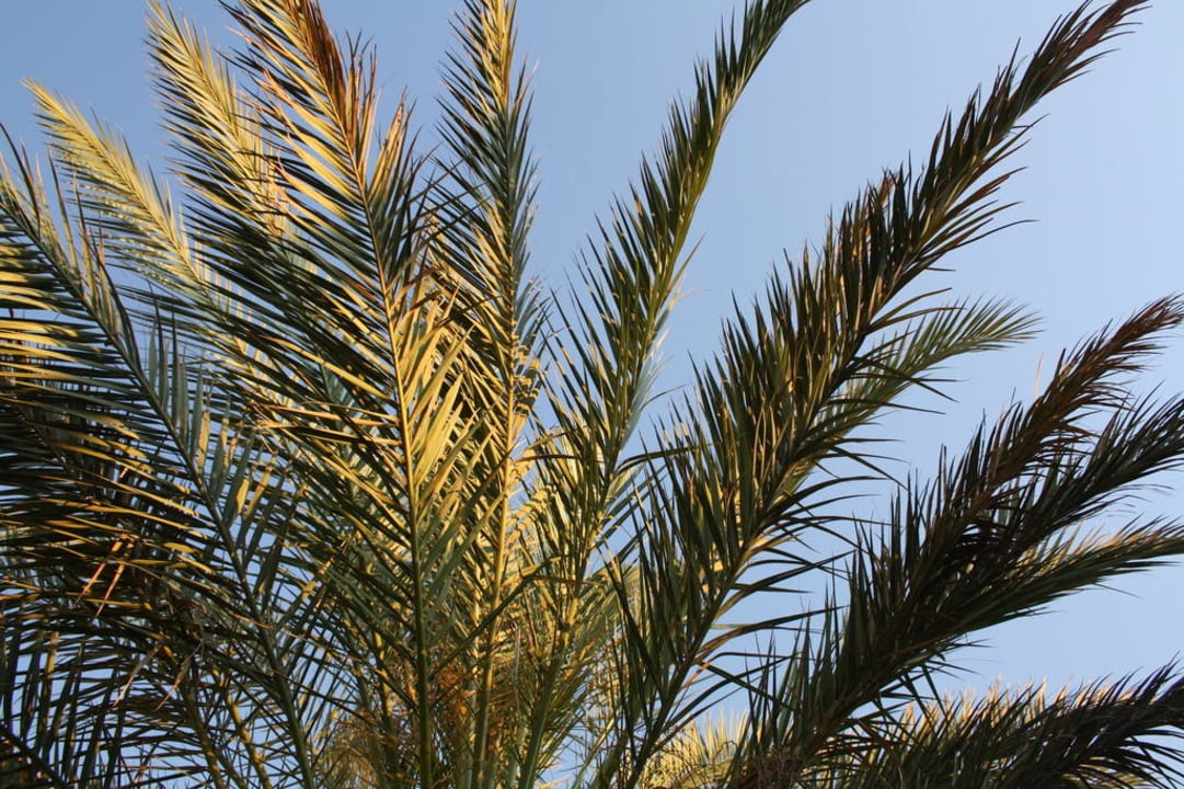 Palme Hotel Orfeus Park