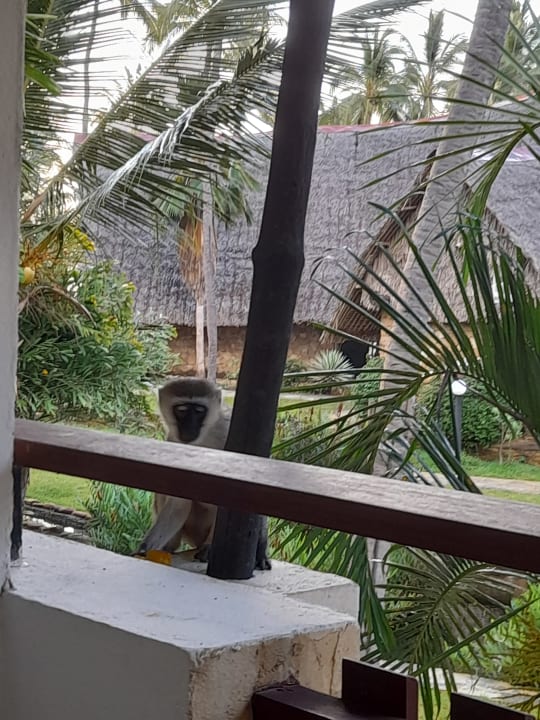 Gartenanlage Bahari Beach Hotel