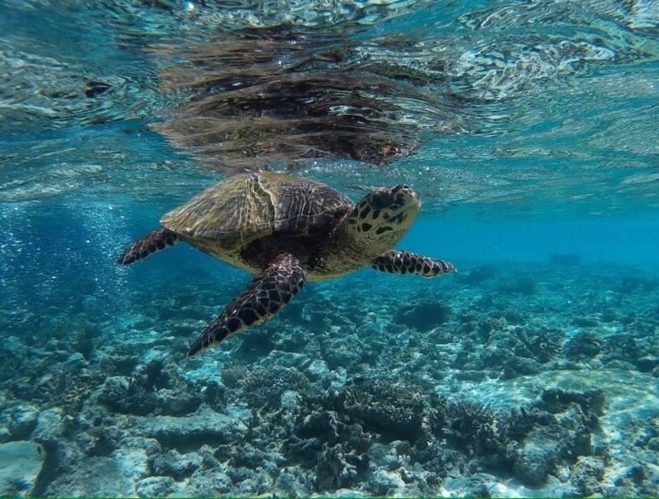 Schildkröte ROBINSON MALDIVES