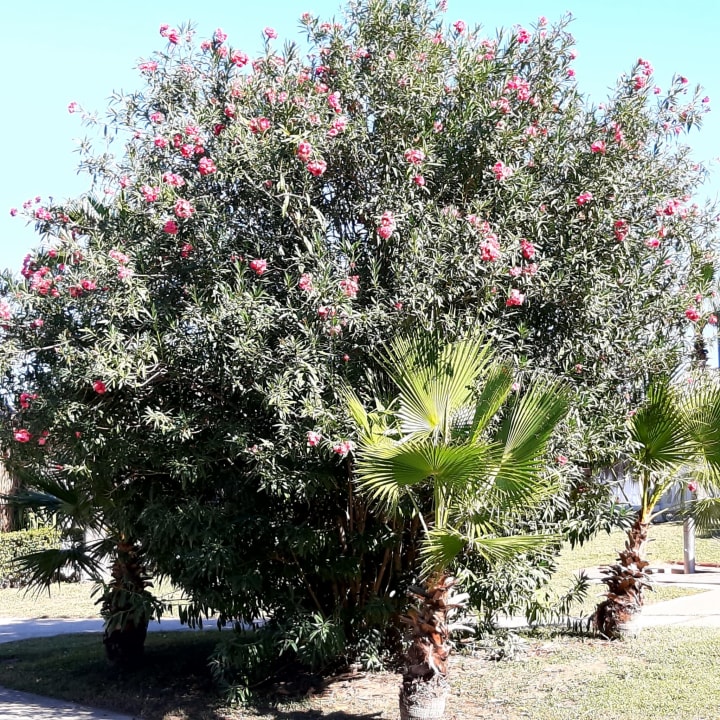 Gartenanlage Balmy Foresta
