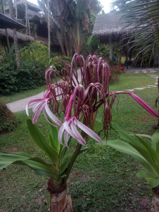 Außenansicht Centara Koh Chang Tropicana Resort