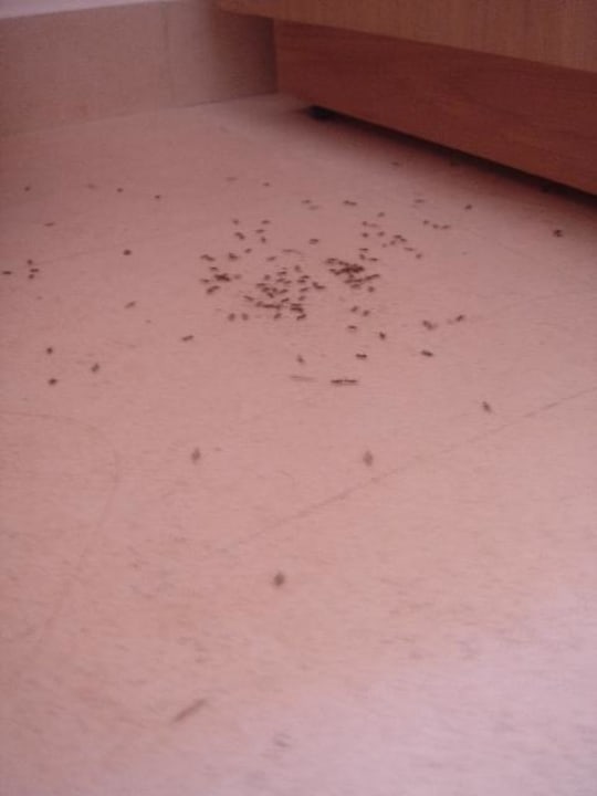 Ameisenbefall trotz Renovierung Atlantica Kolymbia Beach