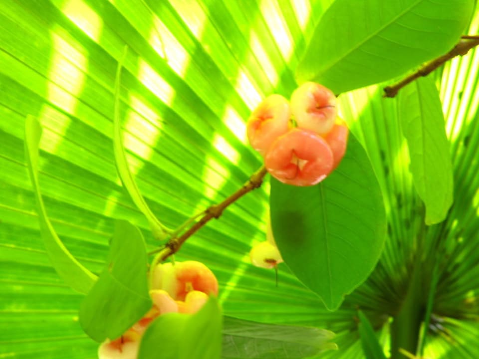 Kann man essen Rock Inn Bailan