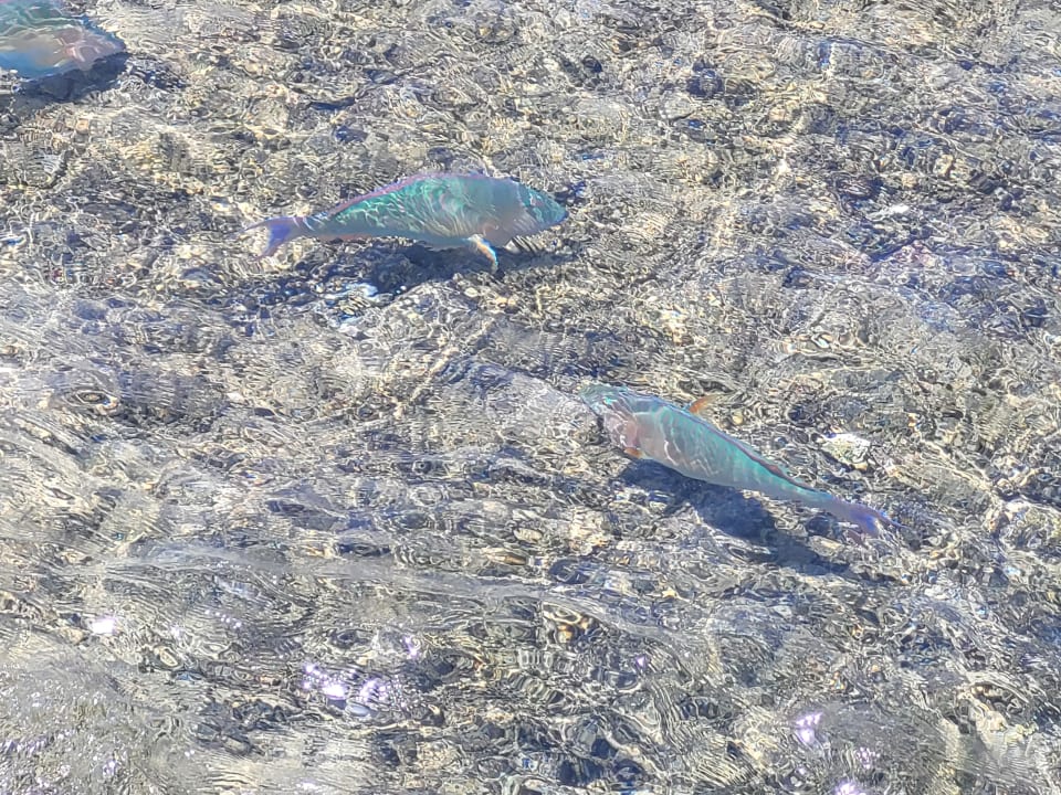 Strand Pickalbatros Villaggio Resort - Portofino