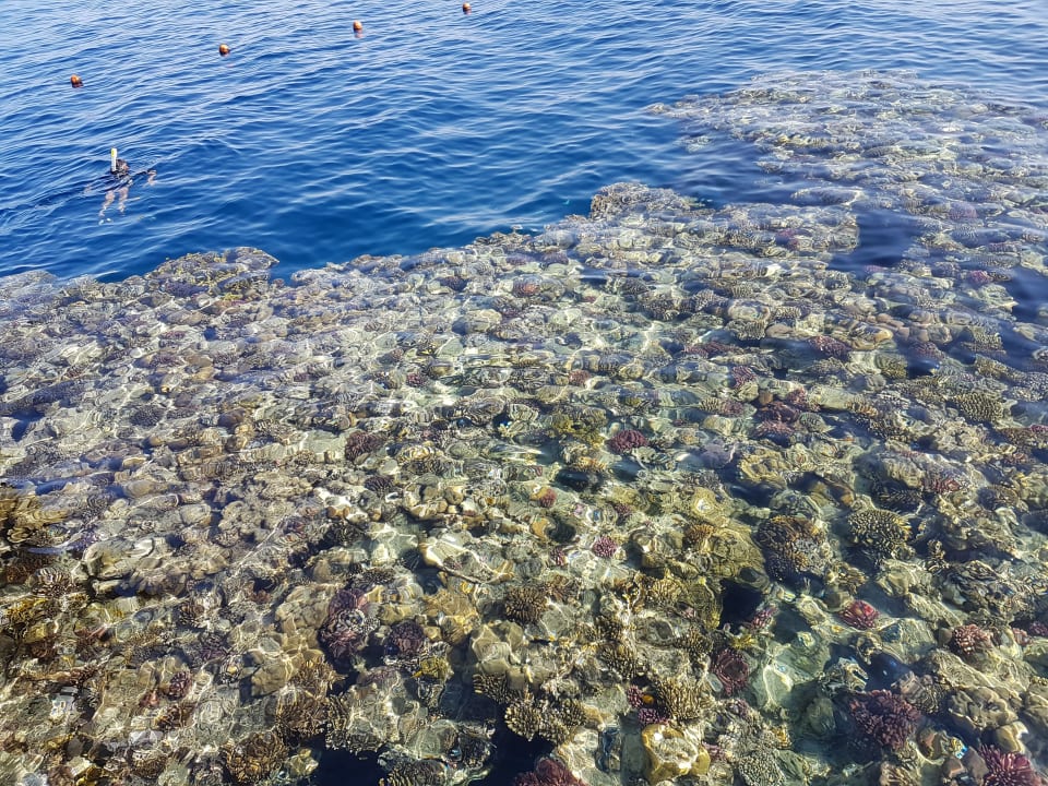 Strand Pickalbatros Sands Hotel - Port Ghalib