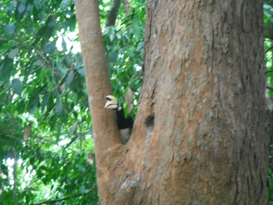 Mitbewohner Berjaya Langkawi Resort