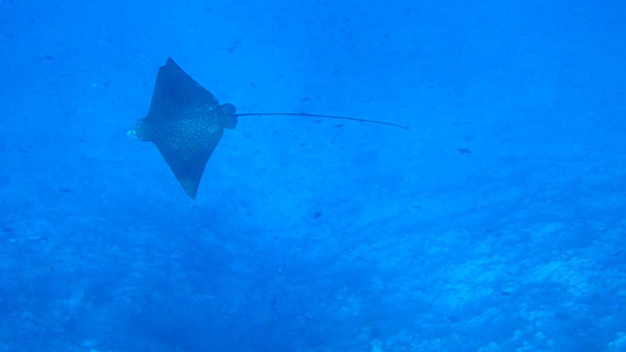 Adlerrochen NH Collection Maldives Reethi Resort