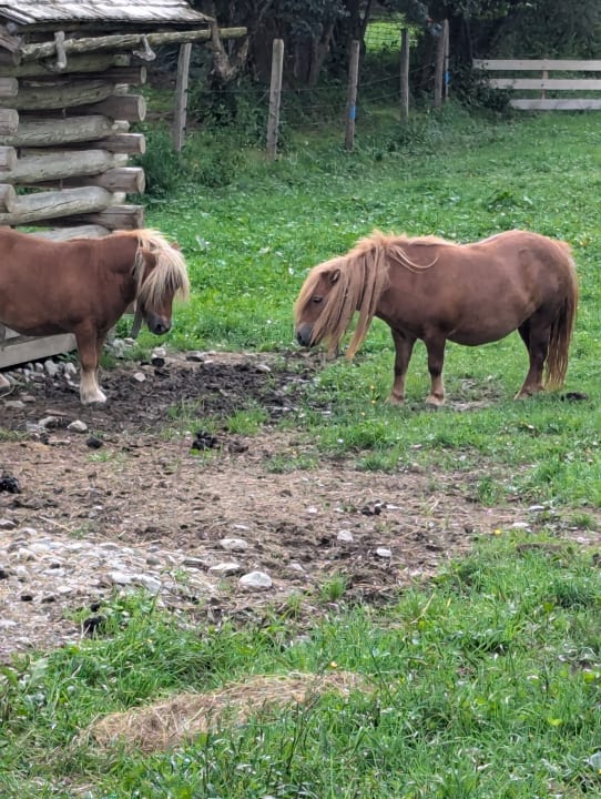 Sonstiges Hotel Wolkensteinbär