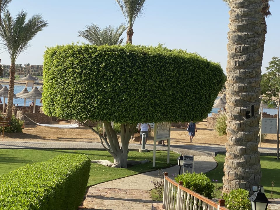 Gartenanlage Steigenberger Coraya Beach - Adults only