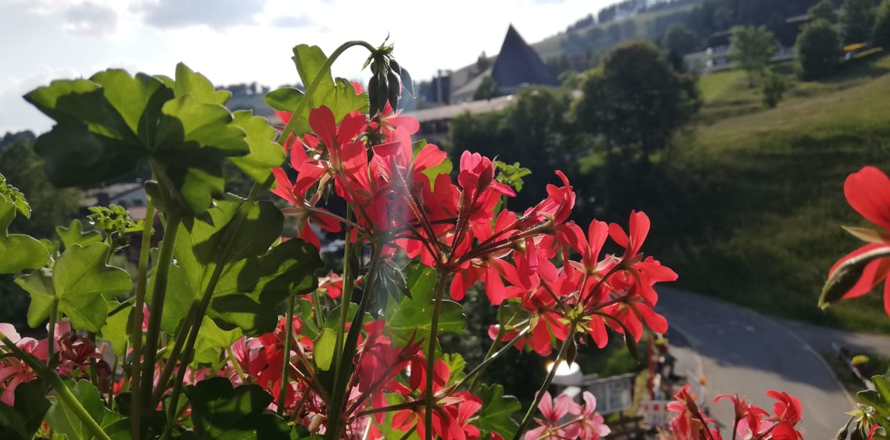 Ausblick Hotel Enzian