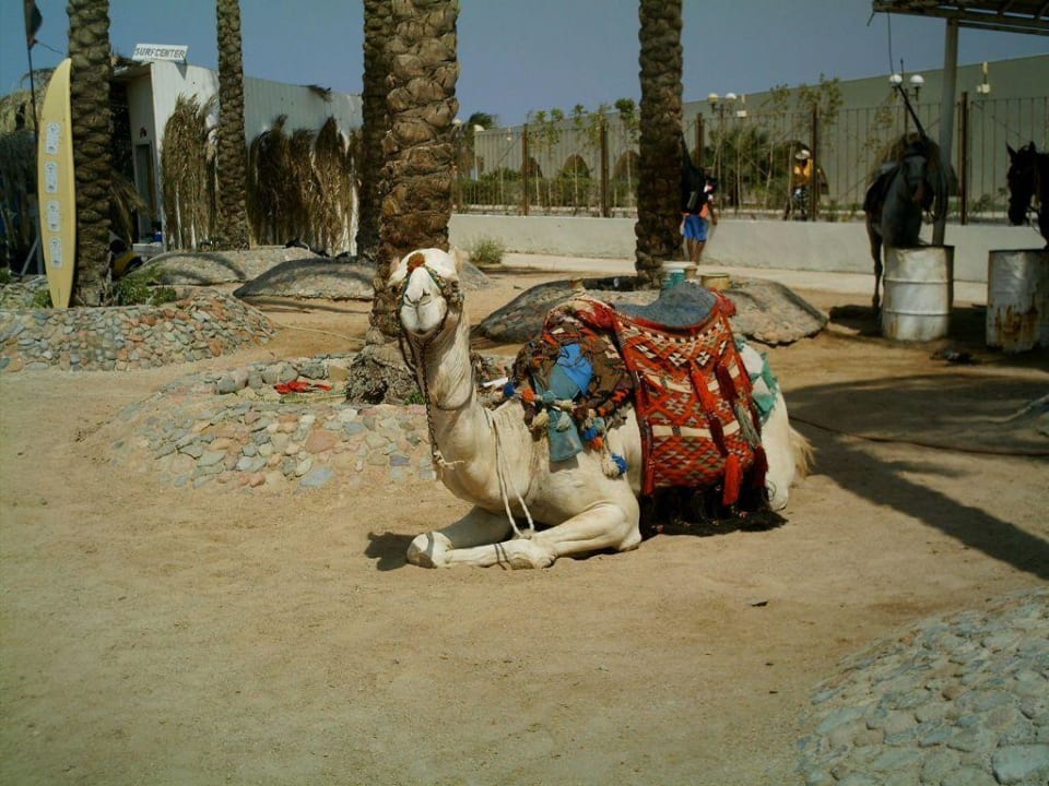 Moses Pickalbatros Dana Beach Resort - Hurghada