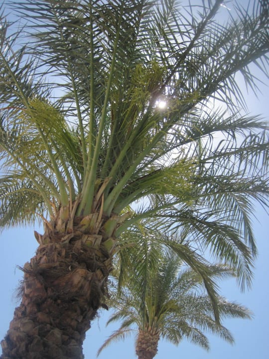 Palmen mit viel Schatten Beach Albatros Resort