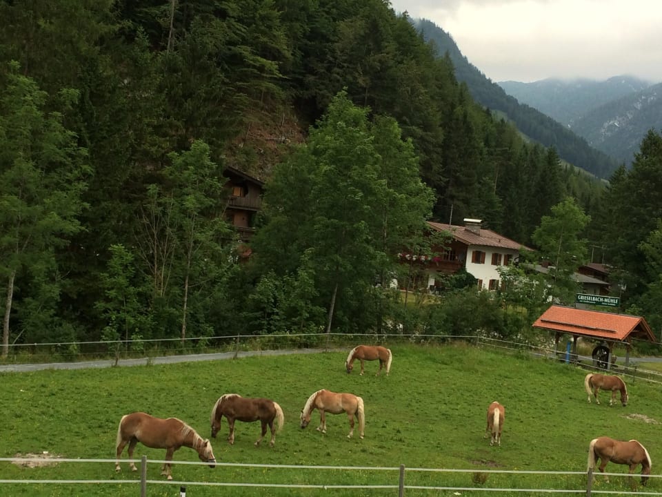 Aussicht aus dem Zimmer Hotel Strasserwirt Reiterhof