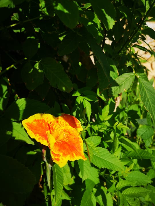 Gartenanlage Sentido Caribbean World Soma Bay