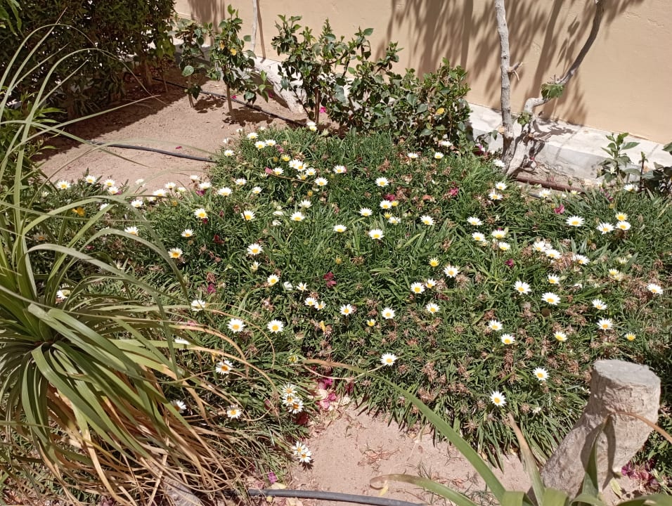 Gartenanlage Steigenberger Coraya Beach - Adults only