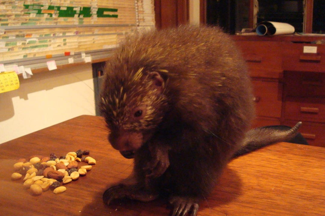 Junges Stachelschweinchen Capitán Suizo Beachfront Boutique Hotel