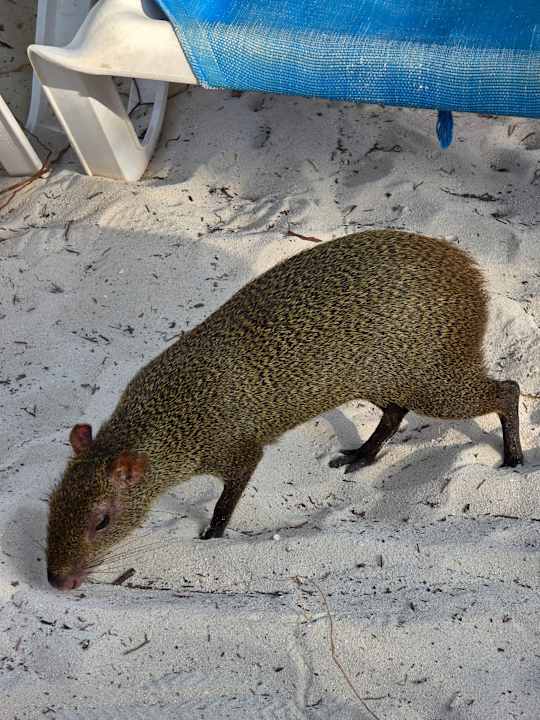 Sonstiges Viva Azteca by Wyndham - All Inclusive Resort