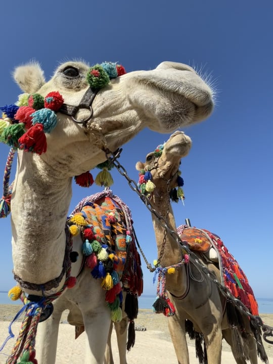 Strand Hotel Gorgonia Beach Resort