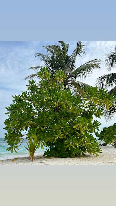 Strand Kuredu Island Resort & Spa