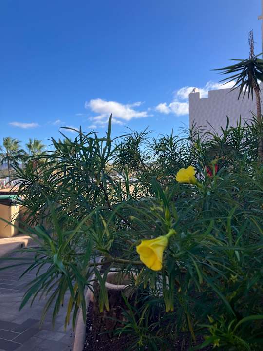 Gartenanlage Sotavento Beach Club