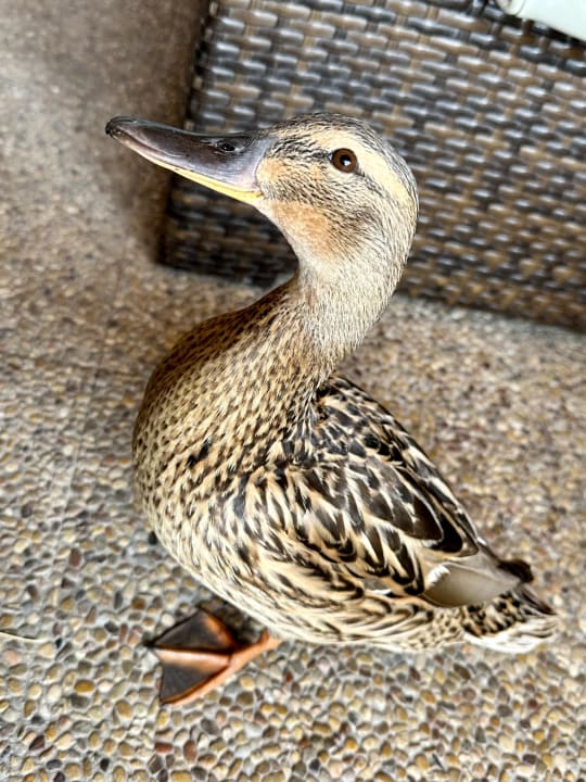 Sonstiges PortBlue Club Pollentia Resort & Spa