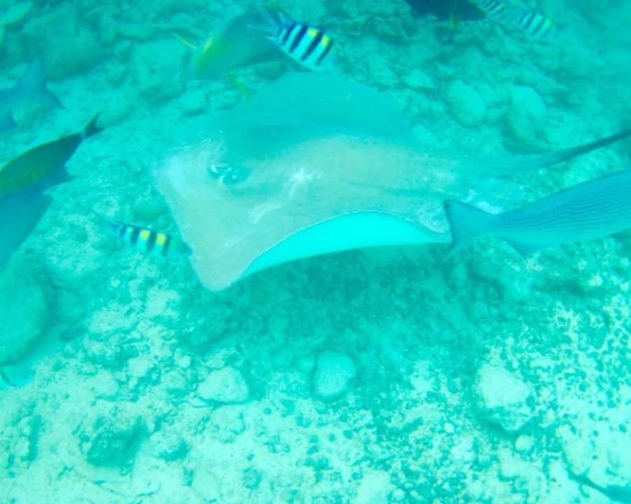 Schnorcheln während der Fütterung Summer Island Maldives