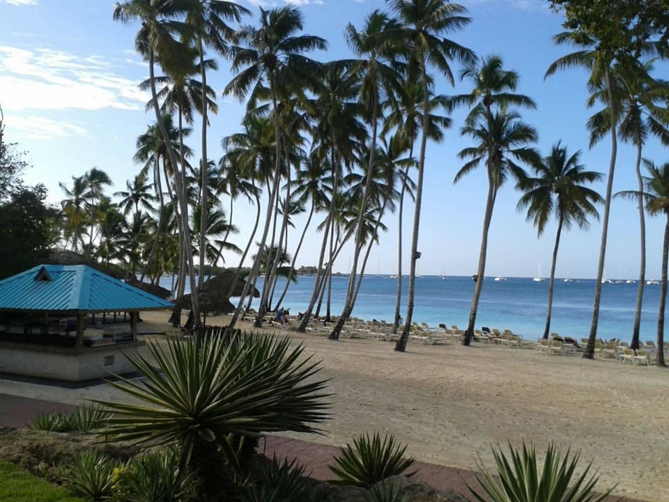 Strand mit bar Dreams La Romana Resort & Spa