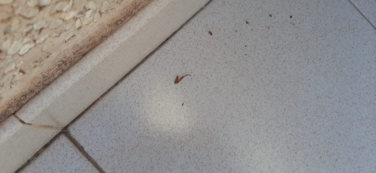 Zimmer BLUESEA Costa Teguise Gardens