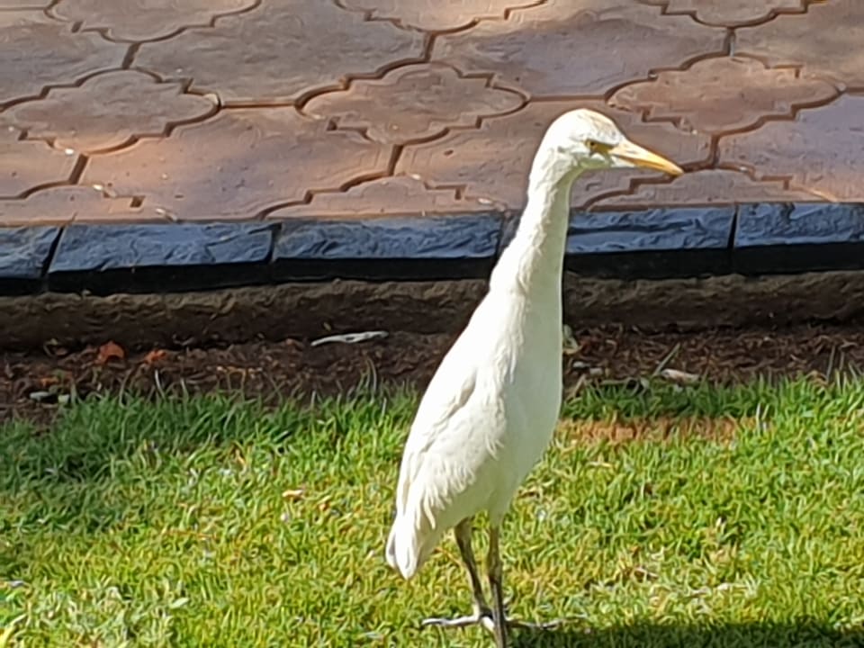 Sonstiges Shams Safaga Resort